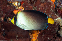 Chaetodontoplus mesoleucus (Vermiculated Angelfish)