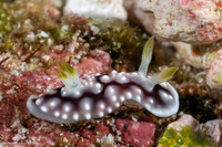 Goniobranchus geometricus (Geometric Chromodoris)