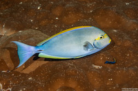 Acanthurus mata (Yellowmask Surgeonfish)