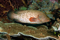 Cephalopholis cyanostigma (Bluespotted Grouper)