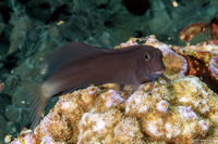 Ecsenius namiyei (Black Coralblenny)