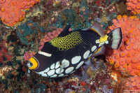 Balistoides conspicillum (Clown Triggerfish)