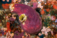 Chalinula nematifera (Coral Killing Sponge)