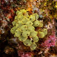 Pycnoclavella flava (Pycnoclavella flava)