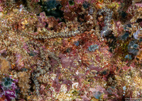 Pteraeolidia semperi (Blue Dragon Nudibranch)