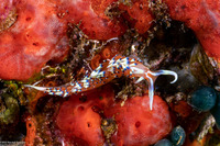 Caloria indica (Indian Caloria)