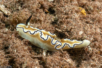 Doriprismatica atromarginata (Dark Margin Glossodoris)