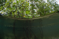 Rhizophora sp.1 (Mangrove)