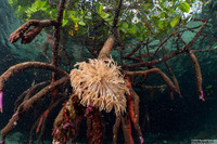 Xenia sansibariana (Xenia Sansibariana)