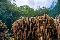 Heliopora coerulea (Blue Coral)