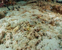 Sabellidae sp.2 (Sabellidae sp.2)