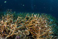 Acropora muricata (Common Staghorn Coral)