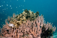 Epinephelus fuscoguttatus (Brown-Marbled Grouper)