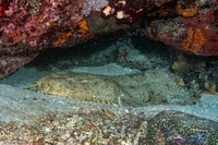 Eucrossorhinus dasypogon (Tasselled Wobbegong)