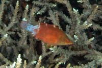 Cheilinus oxycephalus (Snooty Wrasse)