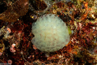 Sigillina sp.1 (Sigillina sp.1)