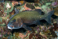 Plectorhinchus chaetodonoides (Many-Spotted Sweetlips)