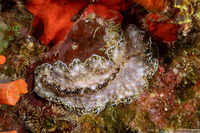 Acanthozoon alderi (Acanthozoon Alderi)