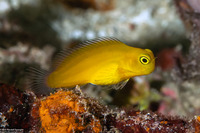 Ecsenius lividanalis (Blackspot Coralblenny)