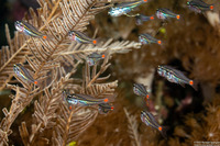 Ostorhinchus parvulus (Redspot Cardinalfish)