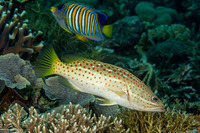 Anyperodon leucogrammicus (Slender Grouper)