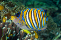 Pygoplites diacanthus (Regal Angelfish)