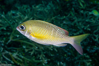 Scolopsis margaritifera (Pearly Monocle Bream)