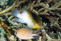 Dischistodus melanotus (Black-Vent Damsel)