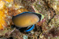 Manonichthys splendens (Splendid Dottyback)