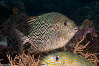 Siganus vermiculatus (Vermiculate Rabbitfish)