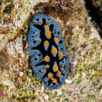 Phyllidia picta (Painted Phyllidia)