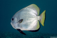 Platax boersii (Golden Spadefish)