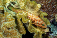 Cephalopholis cyanostigma (Bluespotted Grouper)