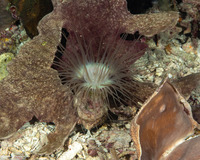 Cerianthus filiformis (Cerianthus Filiformis)