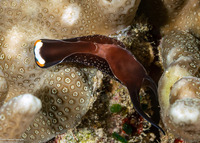 Mariaglaja inornata (Headband Headshield Slug)