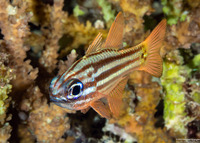 Ostorhinchus compressus (Splitband Cardinalfish)