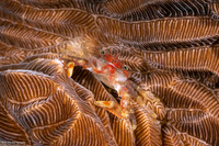 Lissoporcellana spinuligera (Small-Spined Porcelain Crab)