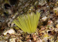 Sabellastarte sp.2 (Sabellastarte sp.2)