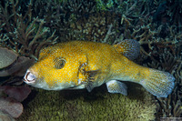 Arothron caeruleopunctatus (Blue-Spotted Puffer)