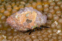 Calcinus gaimardii (Gaimard's Hermit Crab)