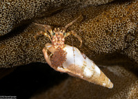 Pagurixus rubrovittatus (Tiny Hermit Crab)