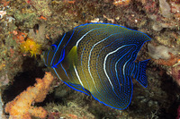 Pomacanthus semicirculatus (Semicircle Angelfish)