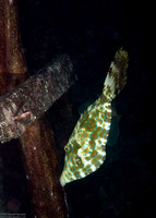 Aluterus scriptus (Scrawled Filefish)