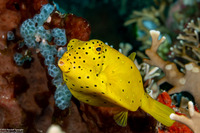 Ostracion cubicum (Yellow Boxfish)