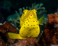 Ostracion cubicum (Yellow Boxfish)
