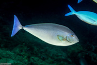 Naso caeruleacauda (Bluetail Unicornfish)