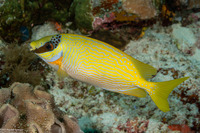 Siganus puellus (Masked Rabbitfish)