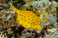 Ostracion cubicum (Yellow Boxfish)