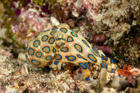 Hapalochlaena lunulata (Blue-Ringed Octopus)