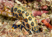 Hapalochlaena lunulata (Blue-Ringed Octopus)